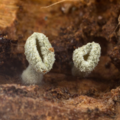 Leotiomycetes