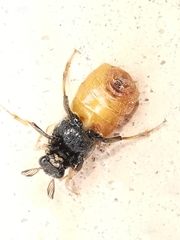 Ripiphorus subdipterus