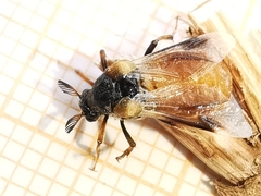 Ripiphorus subdipterus