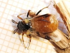 Ripiphorus subdipterus