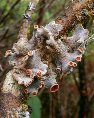 Erioderma
