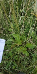 Cornut's Plantain (Plantago cornuti)
