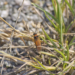 Athalia rosae