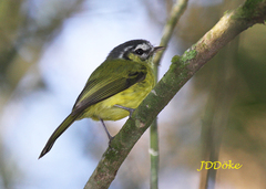 Pogonotriccus eximius