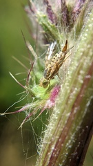 Terellia occidentalis