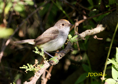 Euscarthmus meloryphus