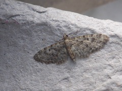 Eupithecia dodoneata