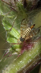 Terellia occidentalis