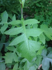 Lactuca canadensis