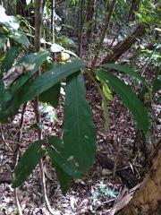 Cryptocarya hypospodia