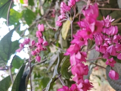 Clerodendrum thomsoniae