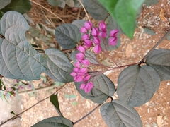 Clerodendrum thomsoniae