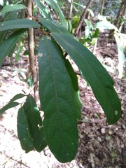 Cryptocarya hypospodia