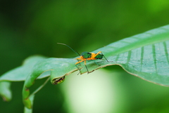 Paryphes