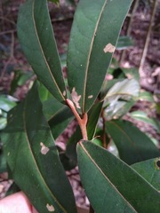 Cryptocarya hypospodia