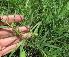 Vincetoxicum sibiricum