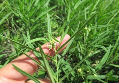 Vincetoxicum sibiricum