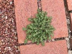 Euphorbia indivisa