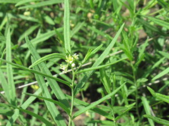 Vincetoxicum sibiricum