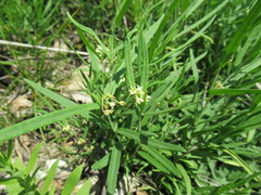 Vincetoxicum sibiricum