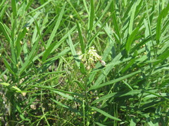 Vincetoxicum sibiricum