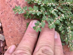 Euphorbia indivisa