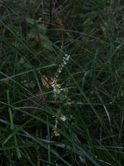 Melilotus albus
