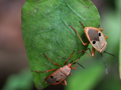 Probergrothius nigricornis