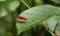 Probergrothius nigricornis