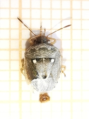 Stagonomus bipunctatus