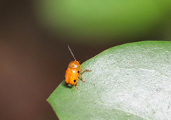 Cryptocephalus rajah