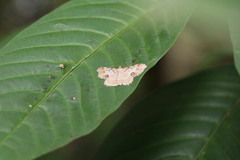 Calletaera subexpressa