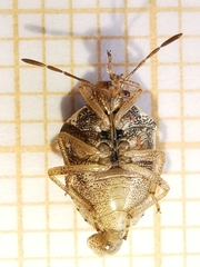 Stagonomus bipunctatus