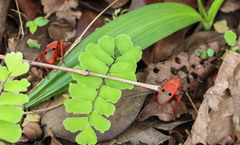 Probergrothius nigricornis