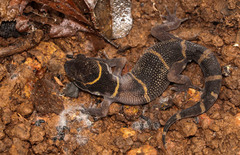 Cyrtodactylus deccanensis