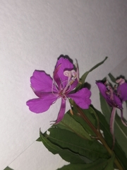 Chamaenerion angustifolium