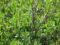 Salix planifolia