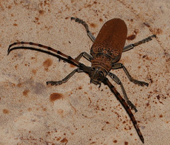 Celosterna scabrator