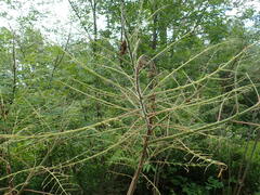 Pyrrhia