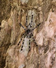 Poecilotheria