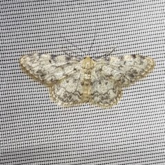 Idaea contiguaria
