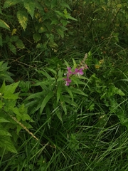 Chamaenerion angustifolium