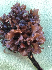 Chondrus