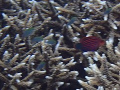 Pseudocheilinus hexataenia