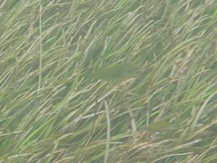 Stethojulis strigiventer