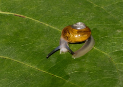 Helicarionidae