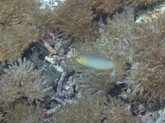 Halichoeres solorensis