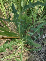 Sonchus arvensis arvensis
