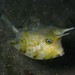 Longhorn Cowfish - Photo (c) John Sear, some rights reserved (CC BY-NC), uploaded by John Sear