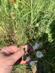 Sonchus arvensis arvensis